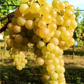 [129274] Vitis vinifera Bianca Pot C5 ** Vigne. Raisin blanc **