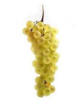 [120346] Vitis vinifera Chasselas de Fontainebleau Pot C2