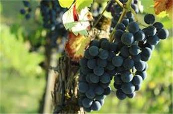 [144618] Vitis vinifera Pixie Pinot Noir  Pot C2