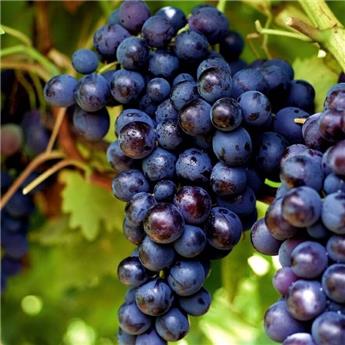 [109923] Vitis vinifera Regent Pot C5  **Résistante aux maladies**