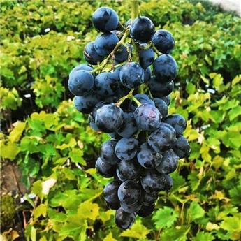 [135851] Vitis vinifera Zilga Pot C3 ** Raisins noirs. Très résistante aux maladies et au froid  **