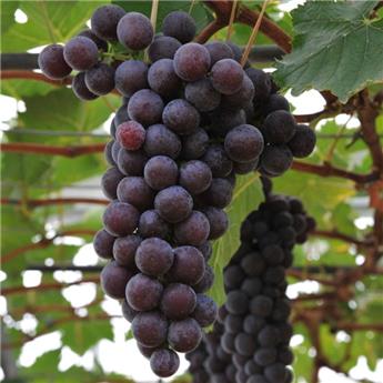 [140703] Vitis vinifera Romeo Pot C2  **Très résitante aux maladies **