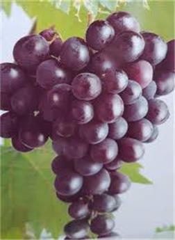 [133166] Vitis vinifera Heike Pot C2 / VP 11 ** Noir Sans pépins et résistant aux maladies **