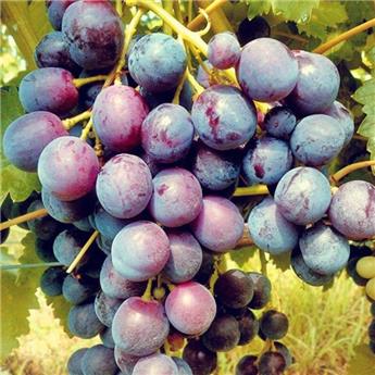 [136844] Vitis vinifera Spulga Pot C2L * Raisins noirs très aromatiques ****