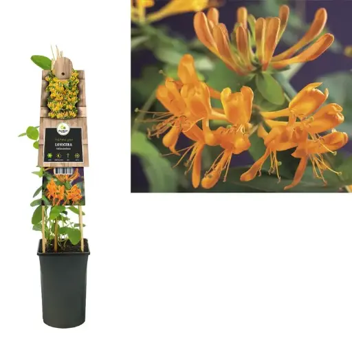 [103072] Lonicera tellmanniana Pot P17 - C2