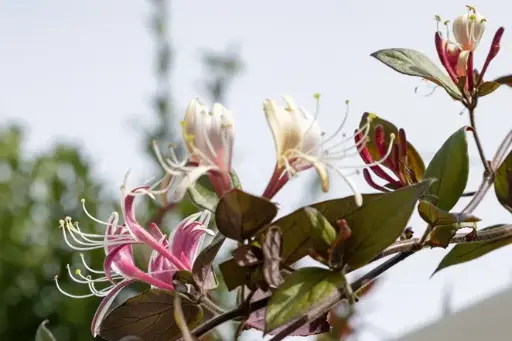 [102220] Lonicera japonica Red World Pot 16 - C2 ** Chèvrefeuille parfumé **