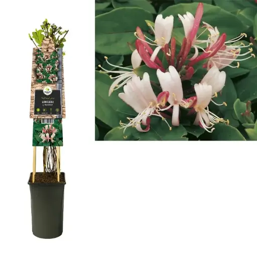 [102220] Lonicera japonica Red World Pot 16 - C2 ** Parfumé **