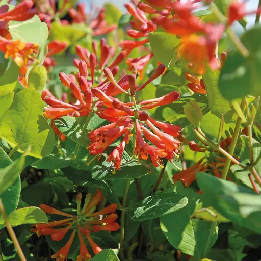 [101503] Lonicera brownii Dropmore Scarlet Pot P16 - C2L