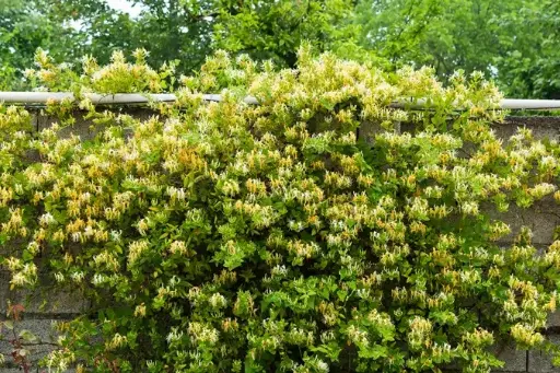 [102450] Lonicera japonica Hall s Prolific Pot 16 - C2  **Chèvrefeuille Parfumé**