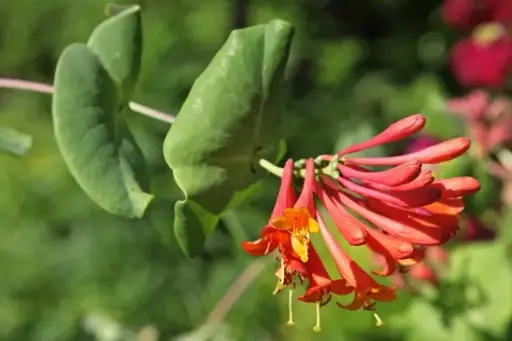 [137451] Lonicera Mandarin®  Pot C4  ** Chèvrefeuille Parfumée **