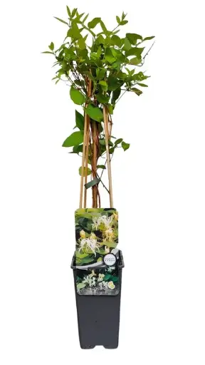 [101511] Lonicera japonica halliana