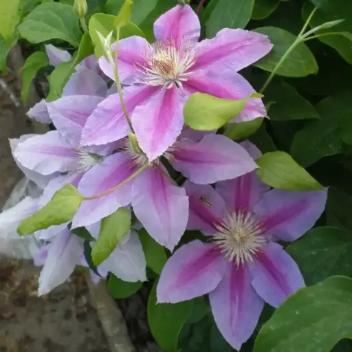 [108084] Clematis Docteur Ruppel Pot P16 C2 ** Clématite **