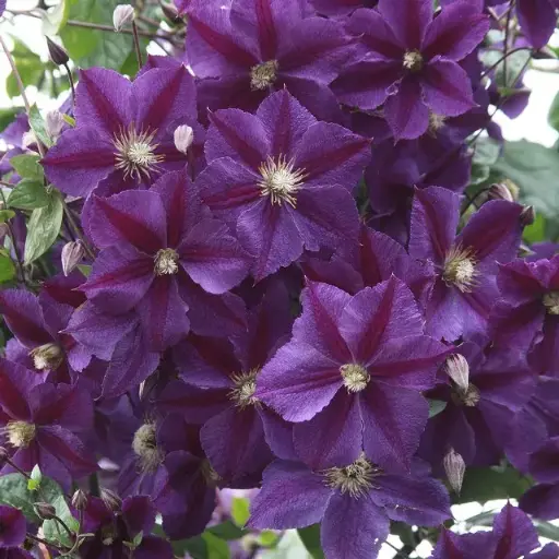 [102452] Clematis Star Of India Pot P16 - C2