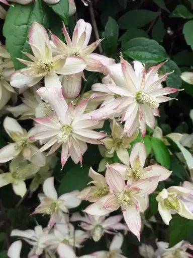 [108094] Clematis montana Marjorie Pot 16 - C2