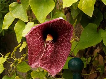[134905] Aristolochia Durior