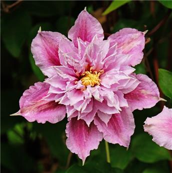 [144946] Clematis Multi Pink 200 250 cm XXL Pot P23 cm