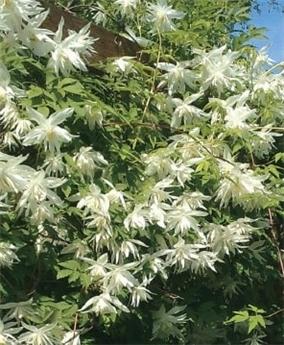 [144512] Clematis alpina Albina Plena Pot 16 - C2