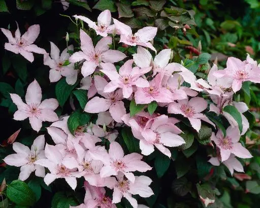 [108098] Clematis Pink Fantaisy Pot P16