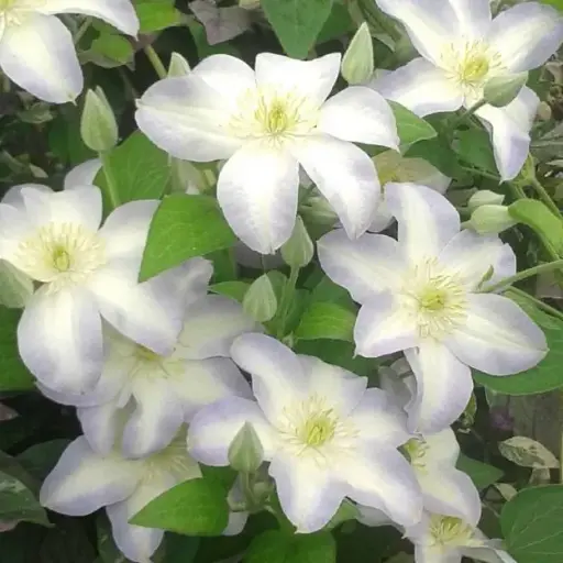 [113172] Clematis Yukikomachi Pot C2
