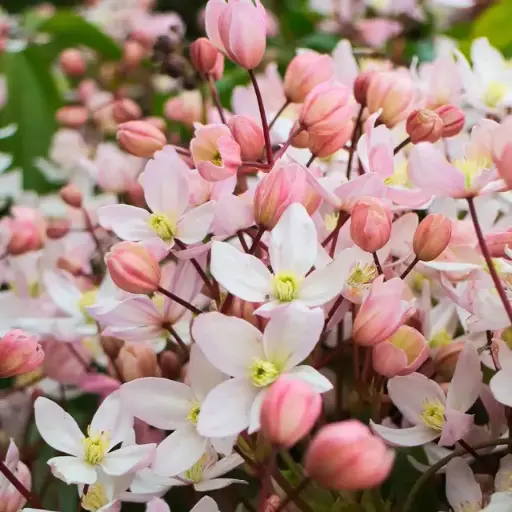 [106388] Clematis armandii Apple Blossom Pot P16-C2L ** Clématite très parfumée à feuil. persistant **
