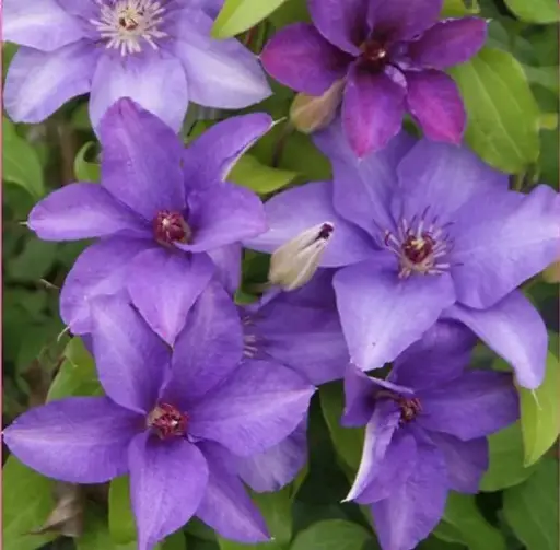 [141258] Clematis Esther Pot P16