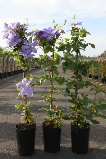 [101464] Clematis Mrs Cholmondeley Pot P16 cm