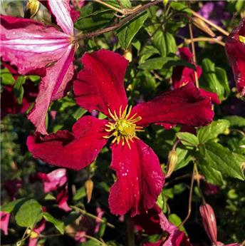 [144534] Clematis viticella Vitiwester Pot P17cm