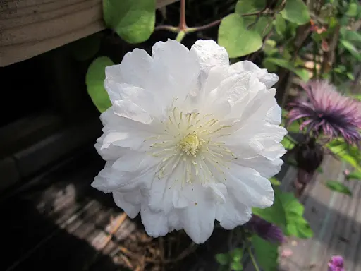 [108101] Clematis Sylvia Denny P16 - C2 ** Fleurs doubles et simples : exceptionnelle **