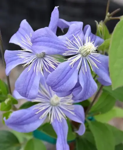 [135563] Clematis Arabella Pot C4 ** Clématite **