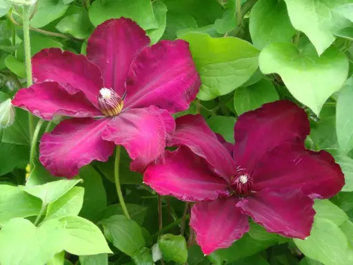 [104365] Clematis Westerplatte P16 C3
