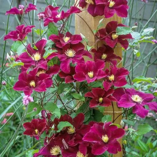 [108106] Clematis Warsawska Nike Pot 16 - C2