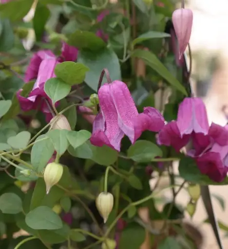 [143556] Clematis viticella Queen Mother Pot P17