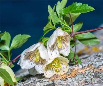 [140588] Clematis cirrhosa Jingle Bells Pot P15 ** Clématite de Noël **