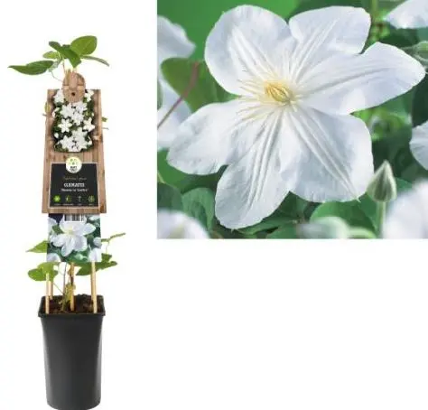 [128233] Clematis Madame Lecoultre Pot