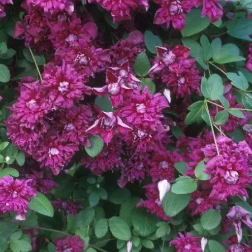 [134935] Clematis viticella Purpurea Plena Elegans Pot 16 - C2