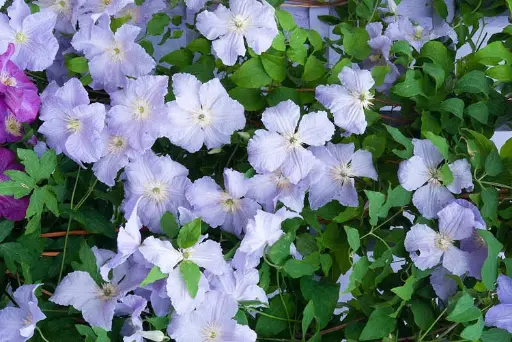 [107279] Clematis Blue Angel Pot 16 - C2