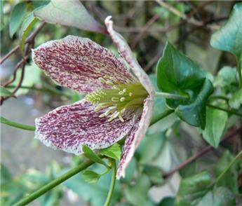 [136444] Clematis cirrhosa Freckles Pot P15 ** Clématite de Noël **