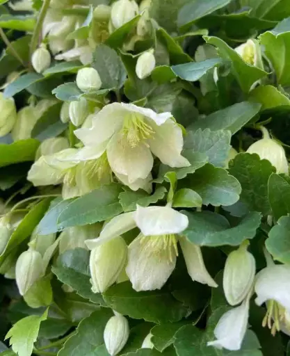 [139434] Clematis Cirrhosa Wisley Pot P16 ** Clématite **