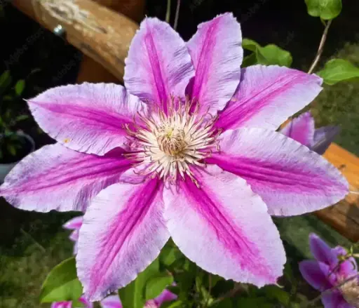 [102451] Clematis Docteur Ruppel Pot C2 ** Clématite **