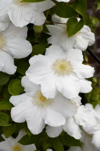 [101461] Clematis Madame Lecoultre Pot P16
