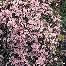 [104683] Clematis montana Fragrant Spring Pot 16 - C2