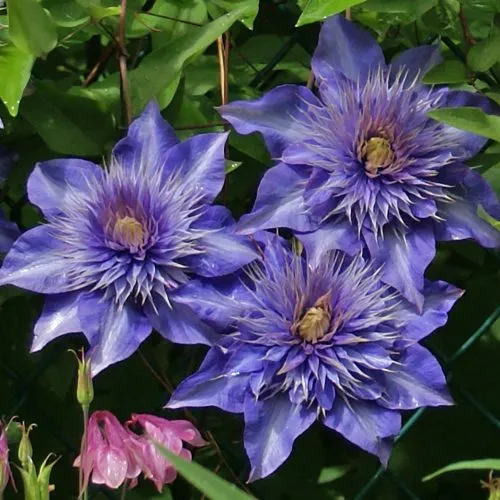 [104326] Clematis Multi Blue Pot P16 - C2
