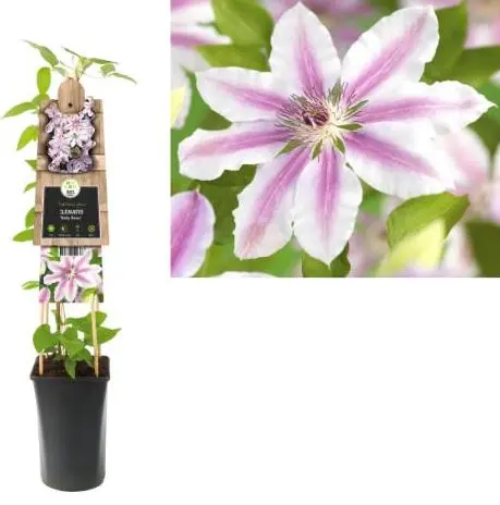 [128225] Clematis Nelly Moser Pot C4