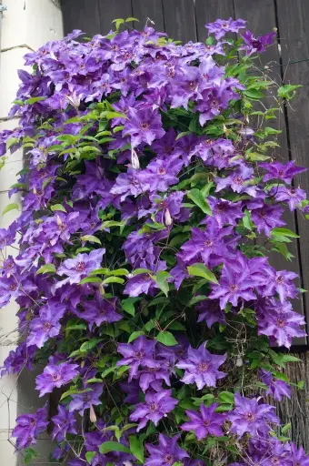 [108103] Clematis The President Pot 16 - C2