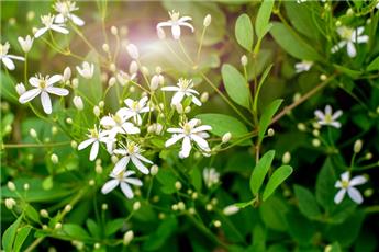 [139501] Clematis viticella Paul Farges pot P16 cm