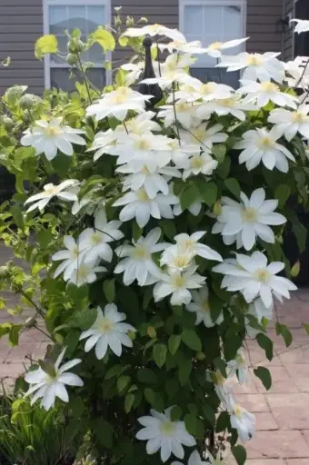 [139429] Clematis Wada S Primrose Pot P16 cm - Gr. fleurs blanches