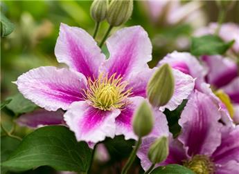 [112394] Clematite Piilu Pot P16 cm