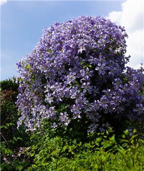 [101445] Clematite viticella Pot P16 - C2L