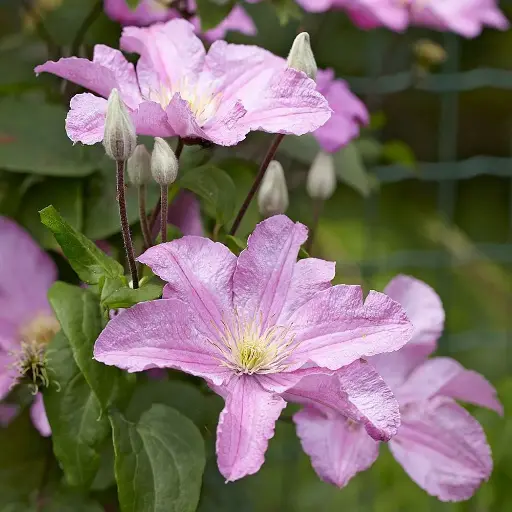 [101443] Clematis Comtesse De Bouchaud Pot C2