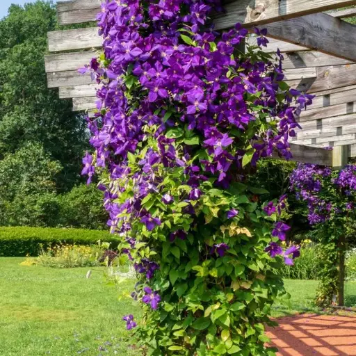 [101449] Clematis Jackmanii Pot 16 - C2